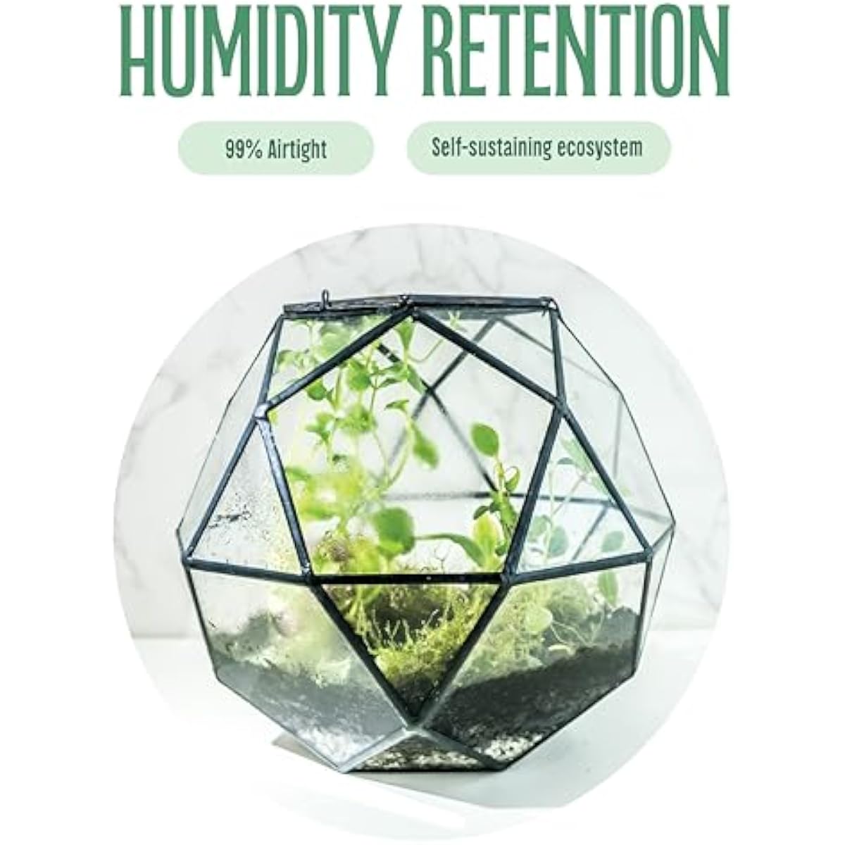 Geometric Sphere Terrarium wit - Glass Door Hinge 评论和价格